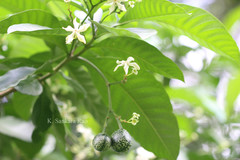 Tabernaemontana pachysiphon